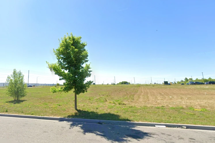A lone tree beside a paved road on a vacant field under a clear blue sky.