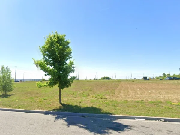 A lone tree beside a paved road on a vacant field under a clear blue sky.
